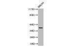 Western Blot analysis of 293 cells using Cleaved-Factor XII HC (R372) Polyclonal Antibody