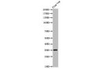 Western Blot analysis of FLAG-tag cells using FLAG-tag Polyclonal Antibody