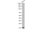 Western Blot analysis of 3T3 cells using Acetyl-Histone H2B (K5) Polyclonal Antibody