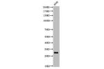 Western Blot analysis of A549 cells using Acetyl-ATF-5 (K29) Polyclonal Antibody