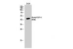 Western Blot analysis of L929 cells using Acetyl-E2F-4 (K96) Polyclonal Antibody