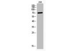 Western Blot analysis of 293 cells using Acetyl-BMAL1 (K538) Polyclonal Antibody