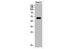 Western Blot analysis of HepG2 cells using Acetyl-Tubulin a (K112) Polyclonal Antibody