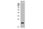 Western Blot analysis of AD-293 cells using Acetyl-NF-E4 (K43) Polyclonal Antibody