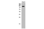 Western Blot analysis of HepG2 cells using Acetyl-PCAF (K428) Polyclonal Antibody