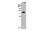 Western Blot analysis of HepG2 cells using Acetyl-PTEN (K402) Polyclonal Antibody