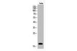 Western Blot analysis of hela cells using Acetyl-Histone H3 (K123) Polyclonal Antibody