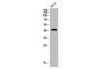Western Blot analysis of PC-12 cells using Acetyl-AP-1 (K271) Polyclonal Antibody