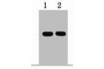 1ug Flag fusion protein+ Primary antibody dilution at  1) 1:5000 2) 1:10000 Transfected 293 cell lysate with Flag-tag fusion protein+ Primary antibody dilution at 1:10000
