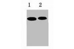 Western blot analysis of GFP Recombinant protein, diluted at 
1) 1:5000
2) 1:10000