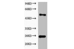 Western blot analysis of 293T cell lysate, diluted at 1:2000.