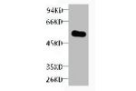 Western blot analysis of purified alliinase, diluted at 1:5000