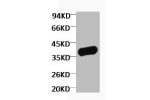 Western blot analysis of Zebrafish skeletal muscle, diluted at 1:5000.