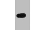 Western blot analysis of EBFP recombinant protein, diluted at 1:5000.