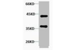 Western blot analysis of Hela, Rabbit pAb diluted at 1:2000.