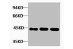 Western blot analysis of 1) Hela, 2) 3T3, 3) Rat Kidney tissue, diluted at 1:5000.