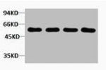 Western blot analysis of 1) Hela, 2) 3T3, 3) Mouse Brain, 4) Rat Brain tissue, diluted at 1:2000.