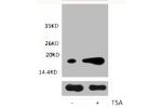 Western blot analysis of extracts from Hela cells, untreated (-) or treated, 1:2000.