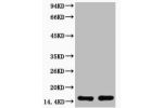 Western blot analysis of extracts from Hela cells, untreated (-) or treated, 1:2000.