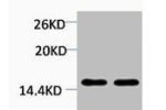 Western blot analysis of 1) Hela, 2) 3T3, diluted at 1:2000.
