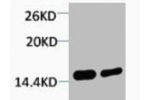Western blot analysis of 1) Hela, 2) 3T3, diluted at 1:2000.