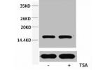 Western blot analysis of extracts from Hela cells, untreated (-) or treated, 1:2000.