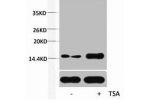 Western blot analysis of extracts from Hela cells, untreated (-) or treated, 1:5000.