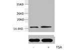 Western blot analysis of extracts from Hela cells, untreated (-) or treated, 1:5000.