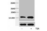Western blot analysis of extracts from Hela cells, untreated (-) or treated, 1:5000.