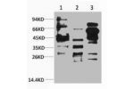 Western blot analysis of 1) Hela, 2) 3T3, 3) Rat Brain, diluted at 1:2000.