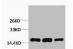 Western blot analysis of 1) Hela, 2) 3T3, 3) Raw264.7, diluted at 1:2000.