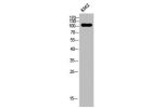 Western Blot analysis of K562 cells using 4.1G Polyclonal Antibody