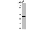 Western Blot analysis of HepG2 cells using AARSD1 Polyclonal Antibody