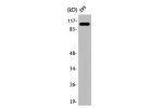 Western Blot analysis of HeLa cells using AASS Polyclonal Antibody