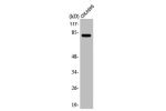 Western Blot analysis of COLO205 cells using ABCB10 Polyclonal Antibody