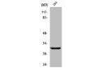 Western Blot analysis of HT29 cells using ABCC13 Polyclonal Antibody