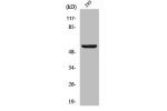 Western Blot analysis of 293 cells using Abi-1 Polyclonal Antibody