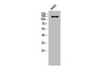 Western Blot analysis of K562 cells using Abl1/2 Polyclonal Antibody