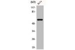 Western Blot analysis of HeLa cells using AChRa3 Polyclonal Antibody