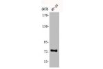 Western Blot analysis of HT29 cells using ACSS1 Polyclonal Antibody