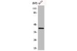 Western Blot analysis of HeLa cells using Actin Polyclonal Antibody