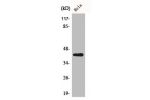 Western Blot analysis of HepG2 cells using Actin 