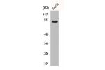 Western Blot analysis of 293 cells using Adducin ? Polyclonal Antibody