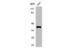 Western Blot analysis of COS7 cells using ADH7 Polyclonal Antibody
