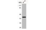 Western Blot analysis of K562 cells using AHA-1 Polyclonal Antibody