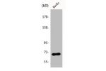 Western Blot analysis of Jurkat cells using AIF-M1 Polyclonal Antibody