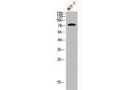 Western Blot analysis of MCF7 cells using AKAP 95 Polyclonal Antibody
