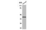 Western Blot analysis of NIH-3T3 cells using AKR1A1 Polyclonal Antibody