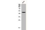 Western Blot analysis of A549 cells using Akt Polyclonal Antibody