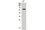 Western Blot analysis of 3T3 cells using Akt2 Polyclonal Antibody